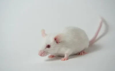 Ce înseamnă când visezi șoareci albi