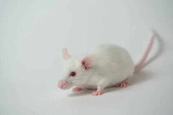 Ce înseamnă când visezi șoareci albi